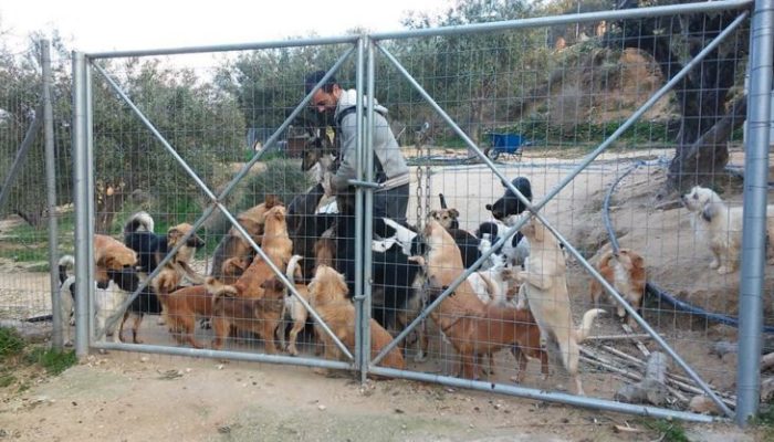 Apprenez à connaître le dentiste qui a abandonné son excellent travail pour sauver les chiens errants