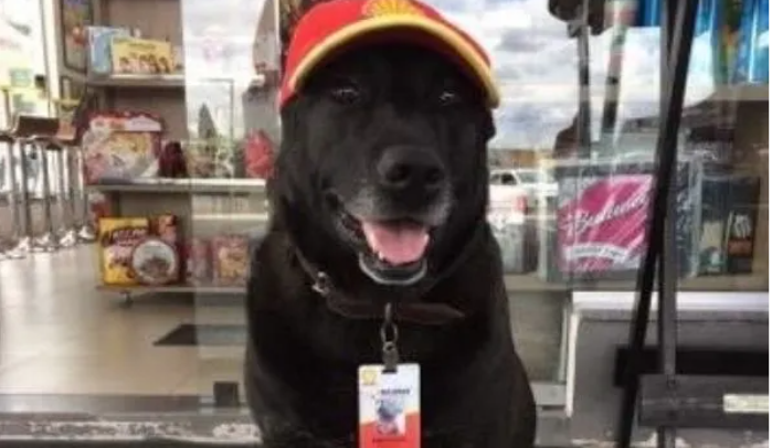 Un vieux chien abandonné trouve une famille et un emploi dans une station-service