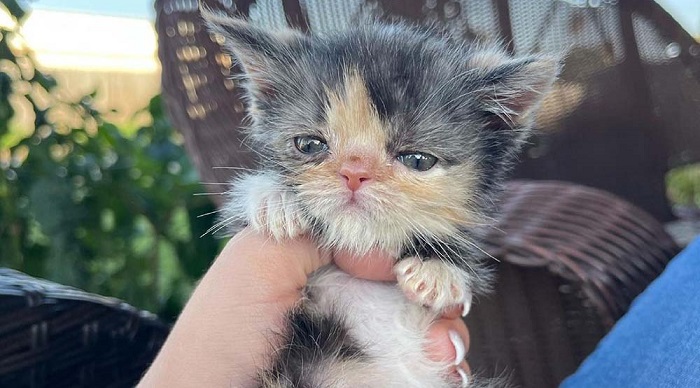 Un chaton avec une incroyable volonté de vivre s’est transformé en un adorable calicot