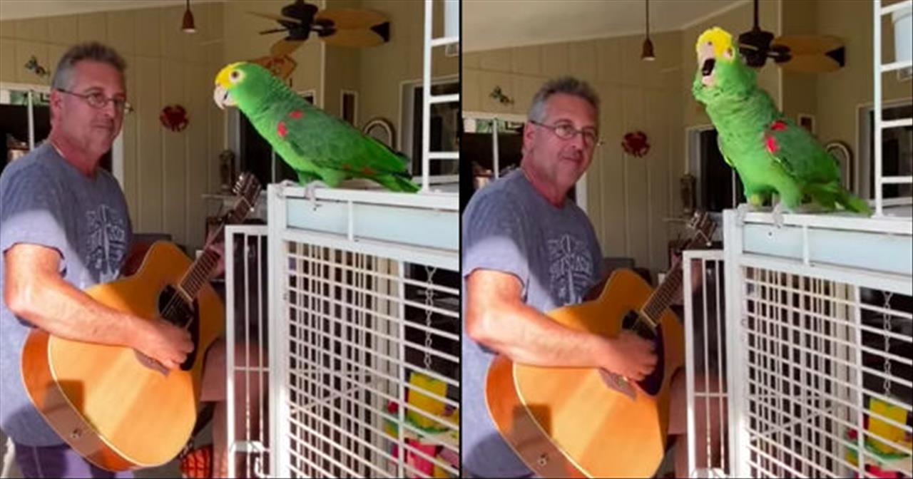 Un perroquet talentueux chante pendant que l’homme joue de la guitare․․․Une voix incroyablement belle