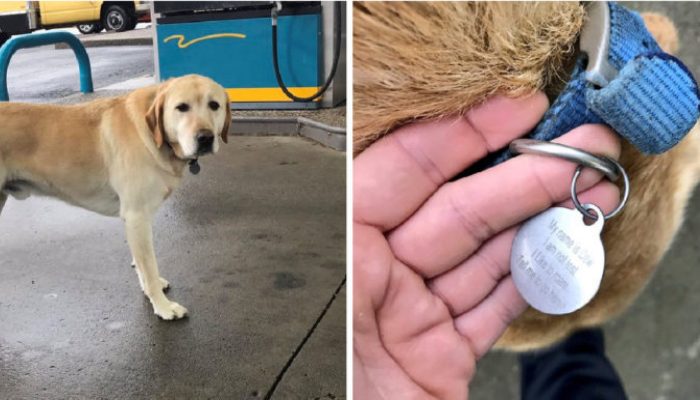 L’étiquette du collier du chien dissipe l’hypothèse de l’homme selon laquelle il est perdu lorsqu’il le voit debout seul à la station-service