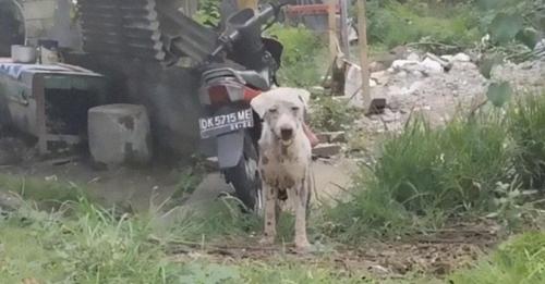 Un chien affamé et opprimé d’une station-service s’est transformé en un beau beau en un mois