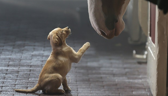 Un lien incassable entre le cheval et un chien