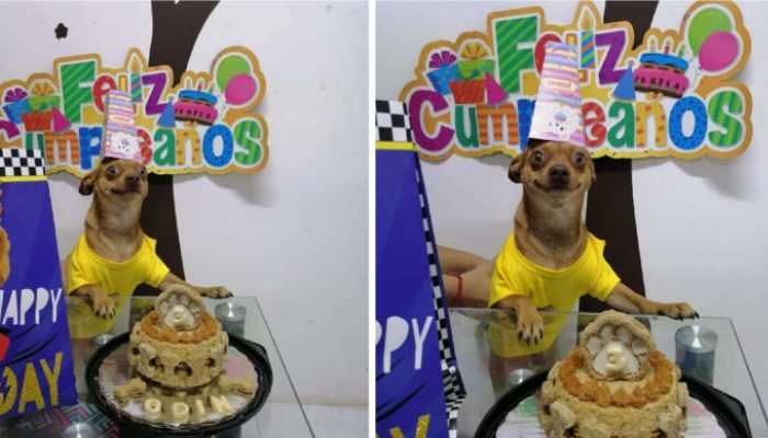 Quand quelqu’un se souvient de l’anniversaire de Little Dog, il saute d’excitation et sa réaction au gâteau est inestimable