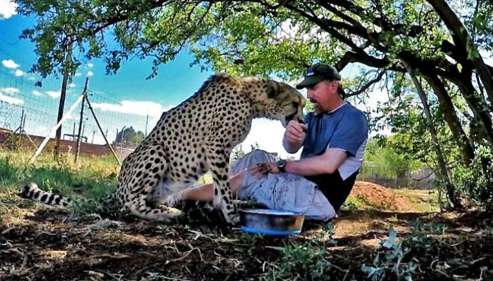 Rencontrez Dolh, un compagnon guépard qui vit dans la jungle