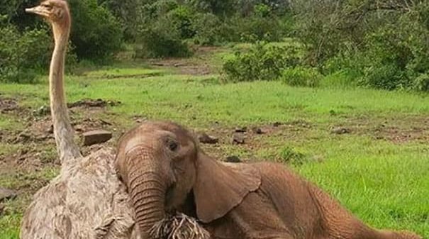 Amitié inhabituelle entre un bébé éléphant et une autruche à l’orphelinat, se réconfortant mutuellement sur la perte de mères