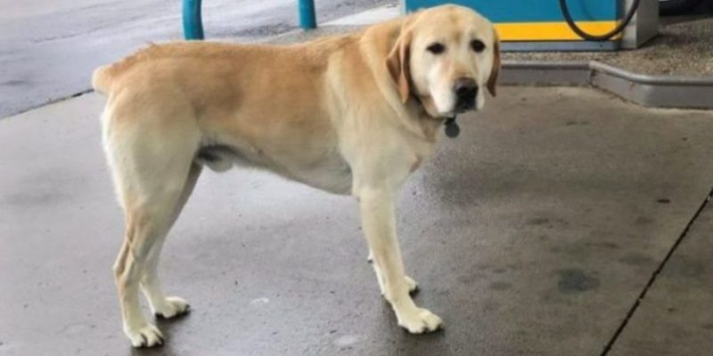 Bien qu’il semblait que le chien était perdu, il s’est avéré que c’était autre chose