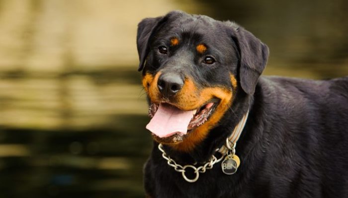 Rottweiler réconforte un étranger dans un parc qui a récemment perdu son chien