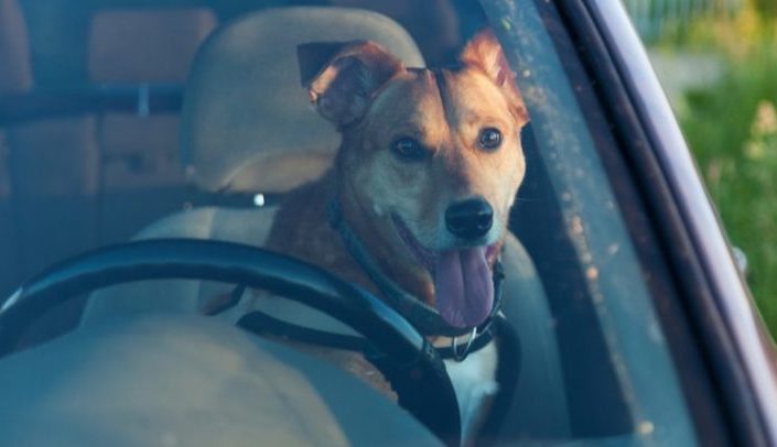 Les policiers brisent la vitre d’une voiture pour sauver un chiot pris au piège qui a demandé de l’aide