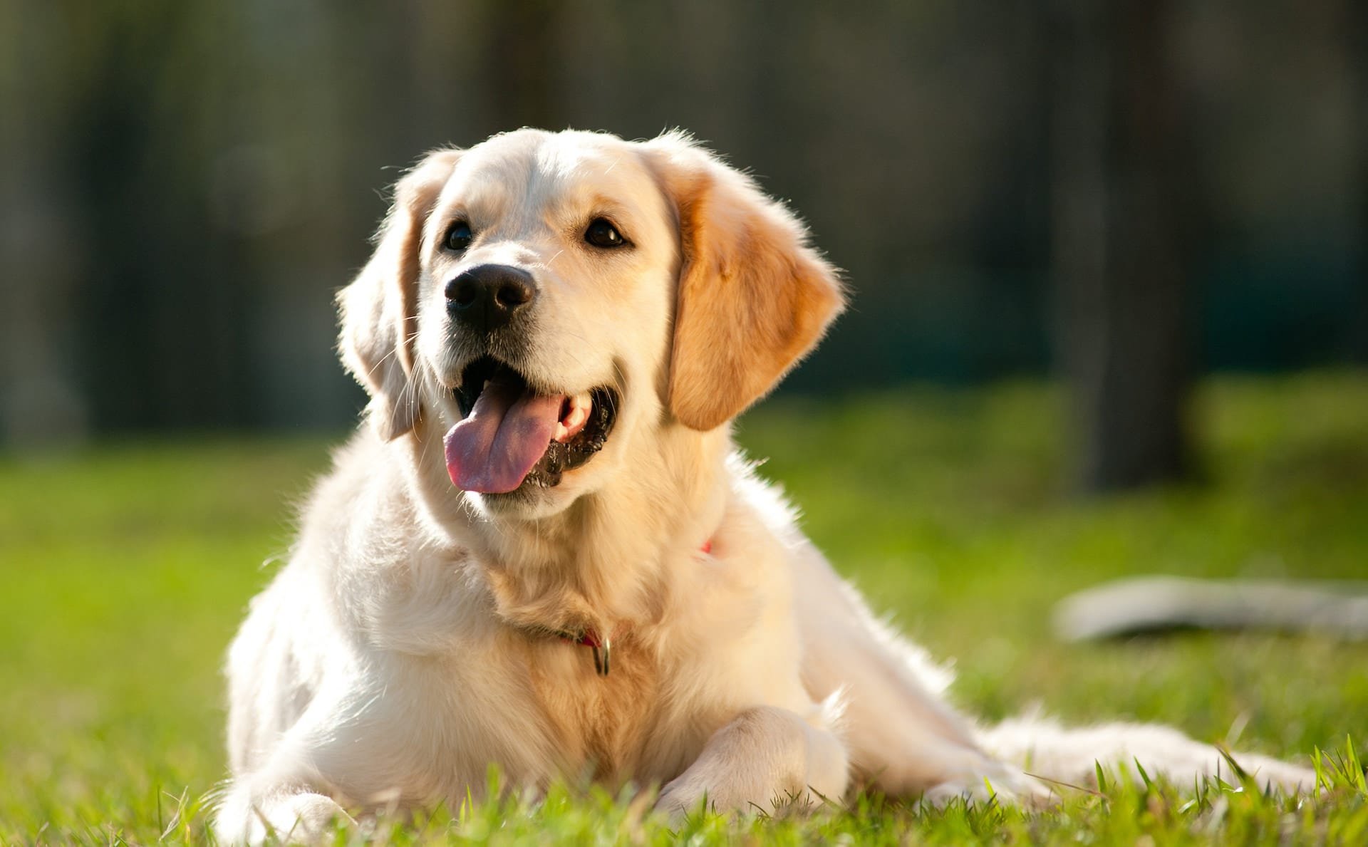 Une amitié toute mignonne : le golden retriever s’occupe du bébé dès la naissance