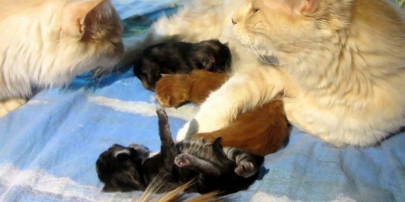 Le chat est tombé amoureux du chat et s’est occupé d’elle avec tendresse, mais ses chatons se sont avérés être d’une couleur complètement différente