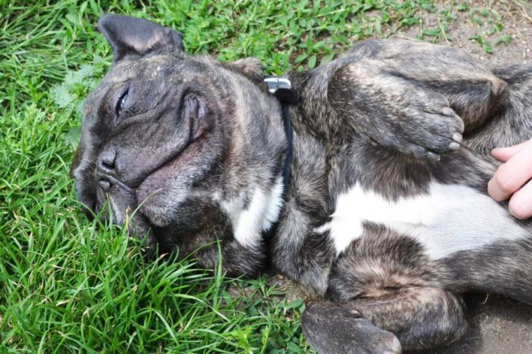 Triste nécrologie : Bonny le chien qui a passé toute sa vie au refuge