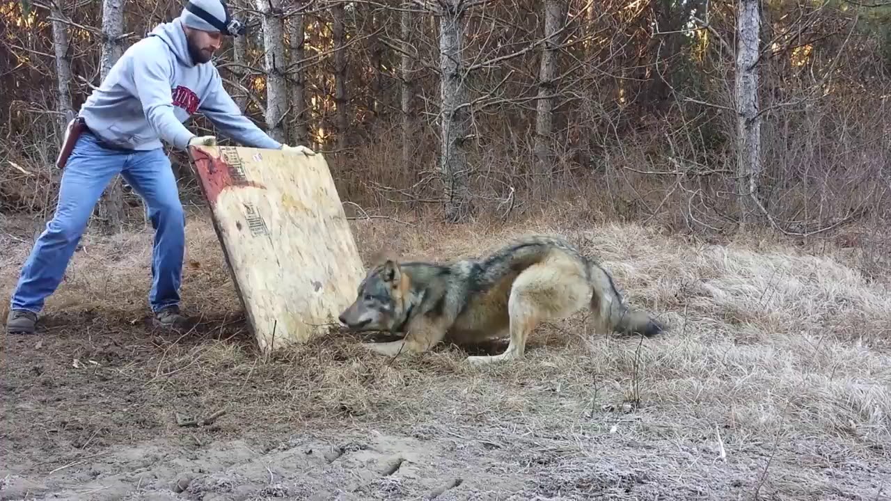 Le loup est tombé dans un piège. Là, il a été retrouvé par un chasseur qui … a proposé un plan de libération risqué