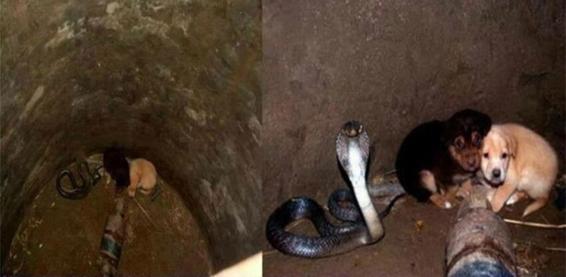 Quelqu’un a jeté les chiots dans un puits, et une cobra venimeuse mais extrêmement amicale les a aidés