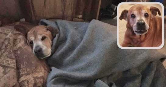 Un jeune couple entre dans un refuge pour faire un don de fournitures et finit par partir avec un adorable chien de 17 ans