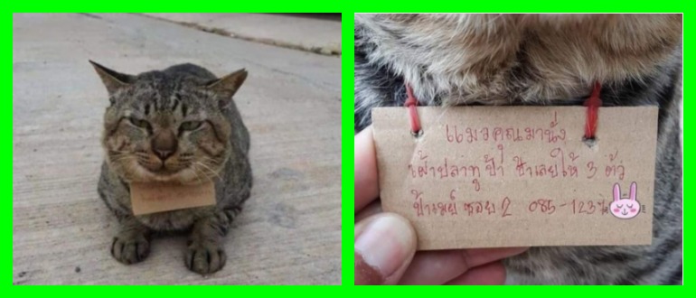 Un chat qui avait disparu depuis trois jours est rentré chez lui, surprenant son propriétaire avec une note autour du cou