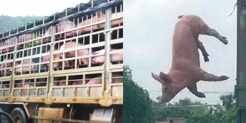 Un cochon désespéré a sauté du camion en mouvement et cela a complètement changé sa vie