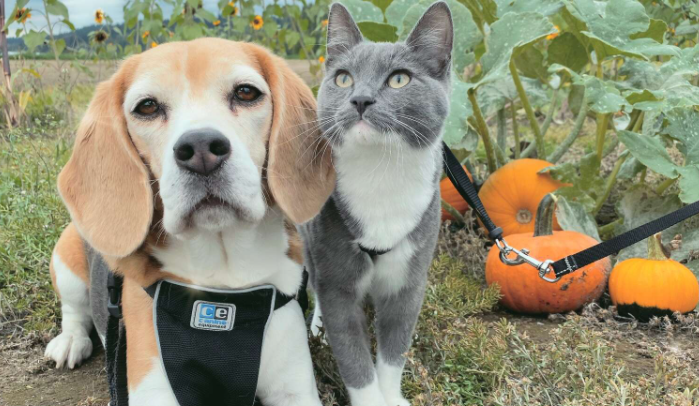 Les meilleures amies des chats et des beagles vont à la citrouille et font la séance photo la plus mignonne