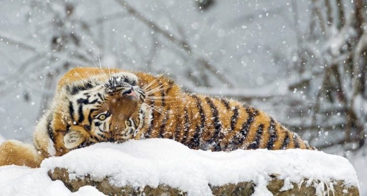 Ce tigre est venu demander de l’aide aux gens, espérant se débarrasser du nœud coulant autour de son cou