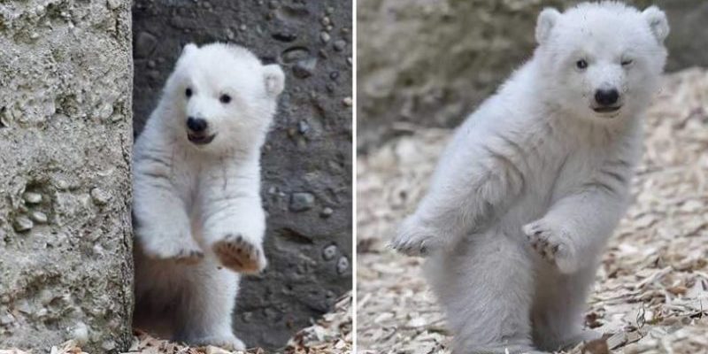 Ces ours polaires ont rendu Internet fou avec sa gentillesse