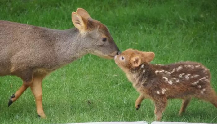 Moi, Puduu, le cerf le plus petit et le plus mignon du monde, je vous souhaite la bienvenue dans le royaume magique