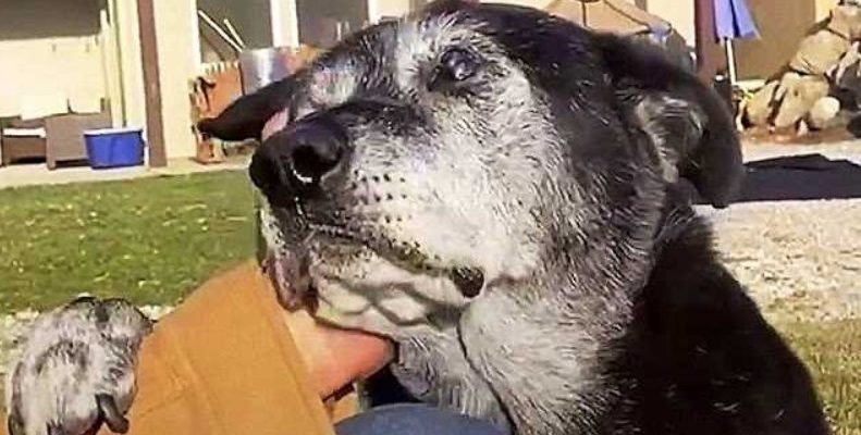 Un chien âgé largué met la patte sur le bras d’un homme et demande désespérément de l’empathie