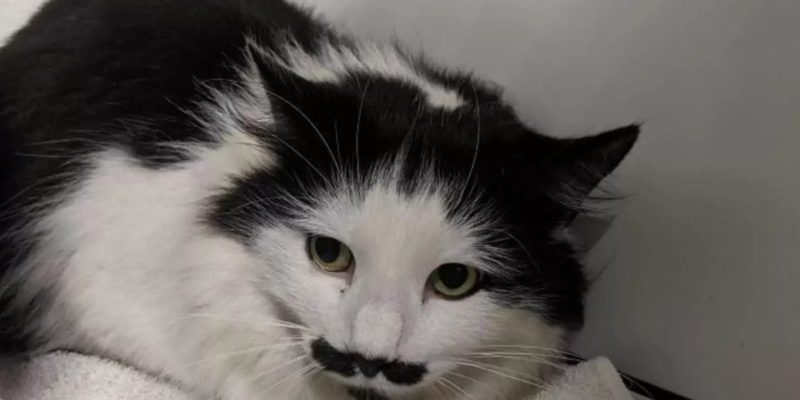 Ce chat du refuge est né avec la plus belle moustache de tous les temps