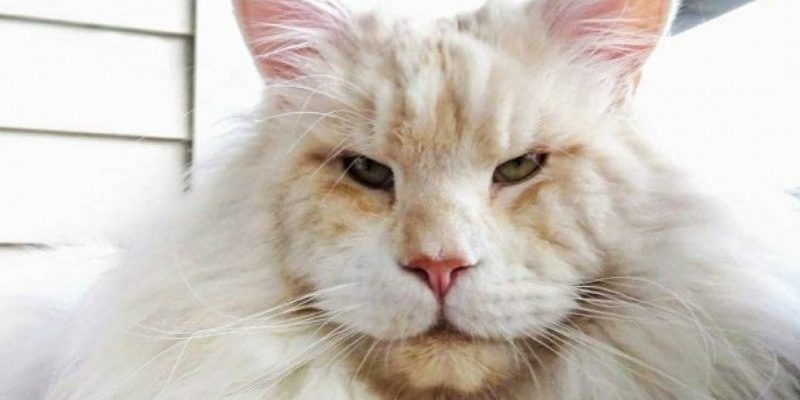 Le propriétaire de ce chat a partagé des photos de son animal de compagnie sur Internet