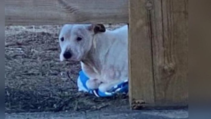 Un nouvel Hachiko, le chien loyale, attend son proprietaire devant l’hopital