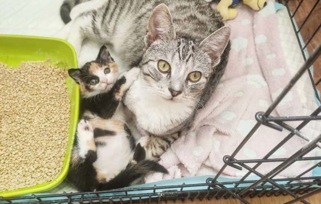 Un chat attrape un petit chaton trouvé seul dans un jardin