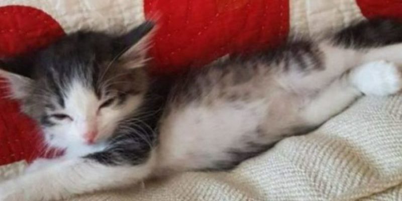 Le mari a demandé à la femme de ramener le chat pelucheux à la maison en lui envoyant la photo