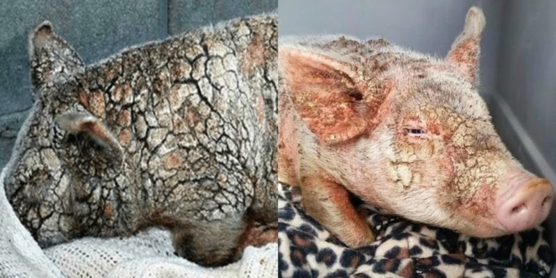 Un porcelet subit une transformation surnaturelle dans un refuge pour animaux après avoir été maltraité