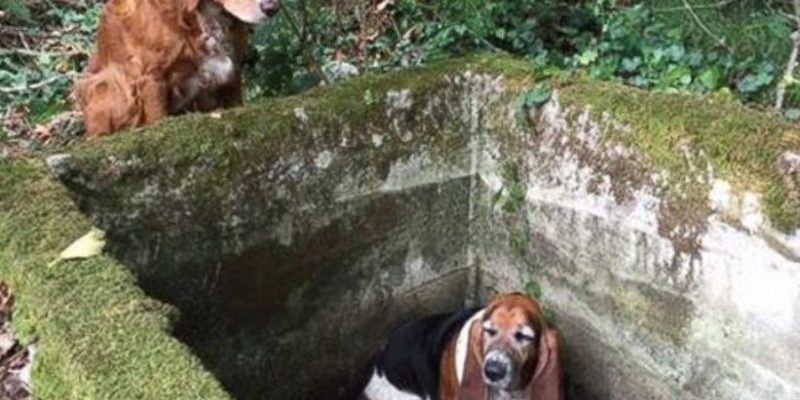 Un chien fidèle a gardé pendant une semaine son ami chien qui est tombé dans une citerne