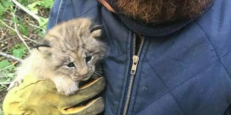 Un homme a trouvé un chaton étrange dans la forêt, a décidé de le quitter, mais sa conscience l’a forcé à revenir