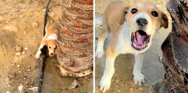 L’homme a entendu les cris de douleur et a remarqué que cela venait d’un chiot