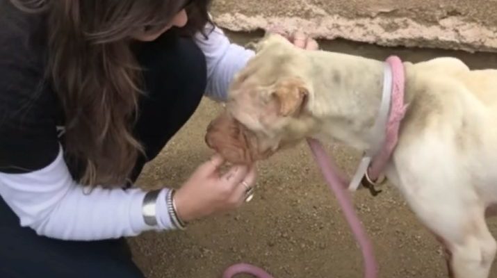 Epuisé par la faim et privé de toucher, le chien souffrait de douleur, la femme s’agenouilla, n’osant pas s’approcher