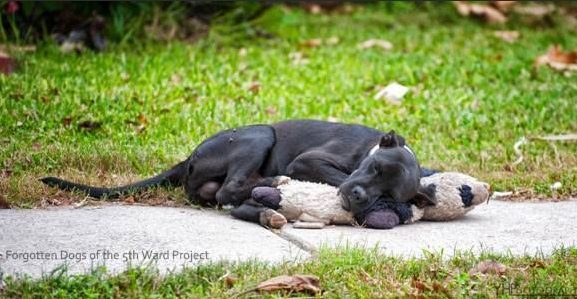 Ce chien errant dort avec une peluche et personne ne se soucie de lui