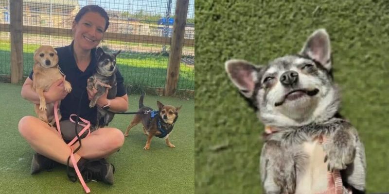 Un trio de chihuahuas cherche un foyer pour passer toute leur vie ensemble !