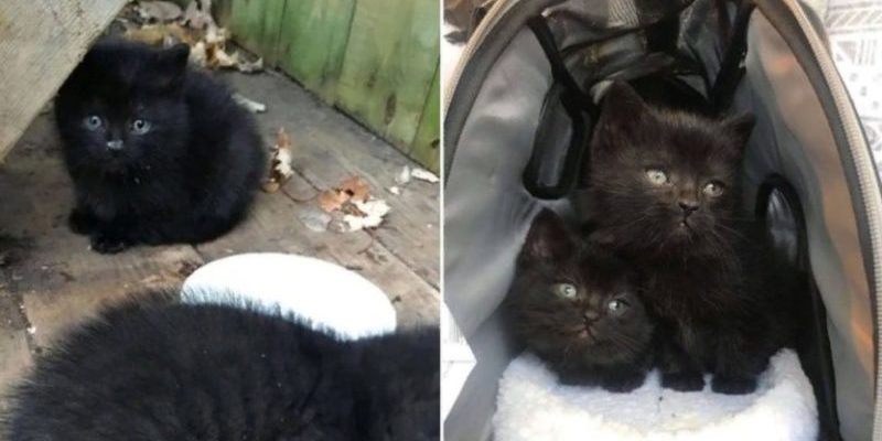 Les chatons s’approchent du jardin de cette famille et trouvent de l’aide avant le froid de l’hiver