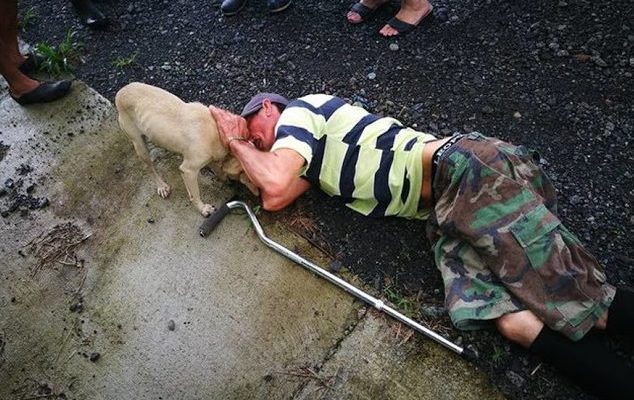 Un chien risque sa vie en traversant les embouteillages en demandant de l’aide pour son propriétaire blessé