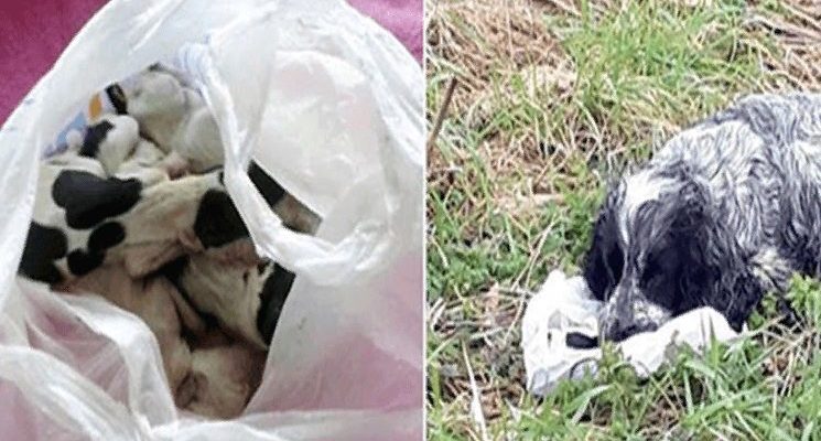 Une chienne a été retrouvée au bord de la route tenant un sac en plastique avec ses chiots