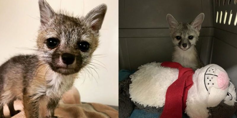 Ce renard gris déshydraté était très triste, mais maintenant elle a grandi pour devenir une fille forte et en bonne santé