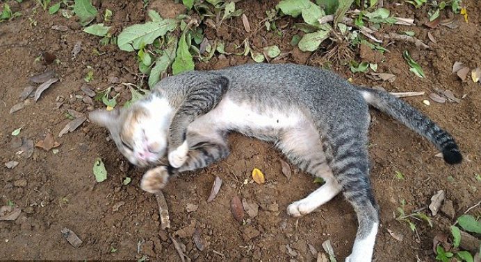 Un chat au cœur brisé visite la tombe de son propriétaire décédé tous les jours pendant un an