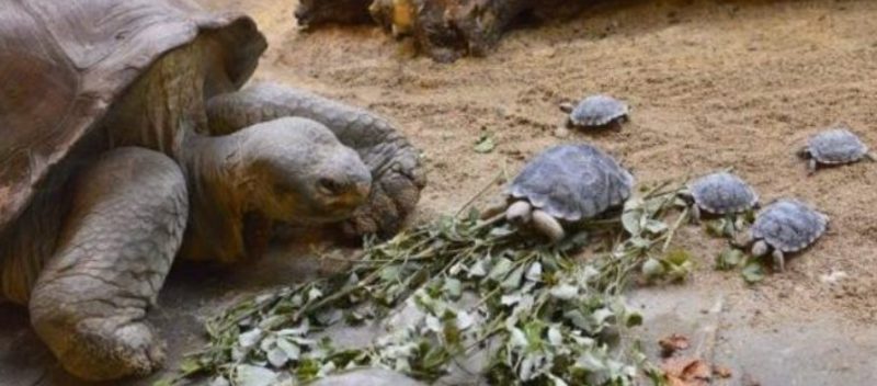 Cette tortue en voie de disparition a donné naissance à son premier bébé à l’âge de quatre-vingts ans