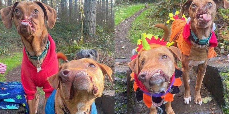 Deux chiens « moches » deviennent meilleurs amis après avoir été adoptés par une famille aimante à 5 ans d’intervalle