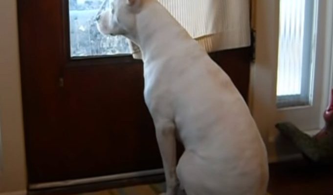 Un chien sourd « désirant » son propriétaire attend à la porte d’entrée pendant tout le déploiement