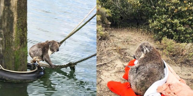 La Garde côtière sauve la vie d’un koala échoué