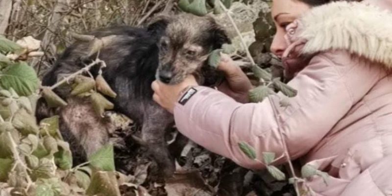 Ce chien malade et émacié a attendu dans un tas de feuilles qu’un sauveteur arrive