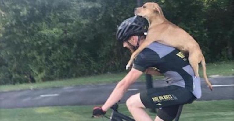 Un cycliste traîne un chien errant blessé sur son dos en quête d’aide