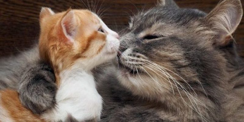 Les propriétaires de chats ont photographié leurs animaux avec joie et les ont partagés sur Internet